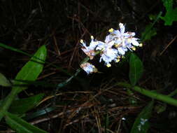 Image of Libertia sessiliflora (Poepp.) Skottsb.