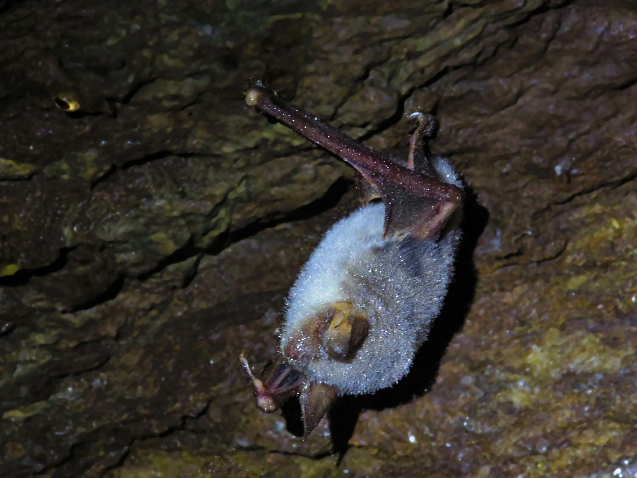 Image of Greater Mouse-eared Bat