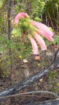 Image of Sticky-leaved heath