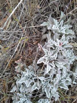 Imagem de Centella capensis (L.) Domin