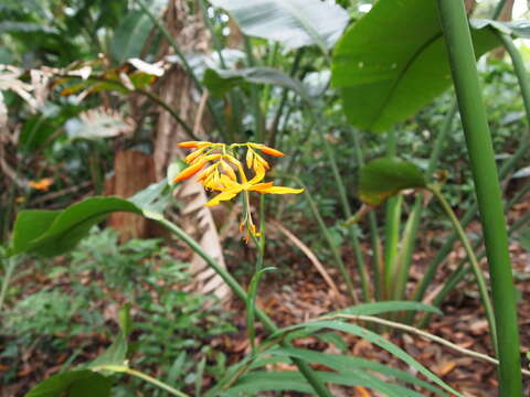 صورة Crocosmia aurea subsp. aurea