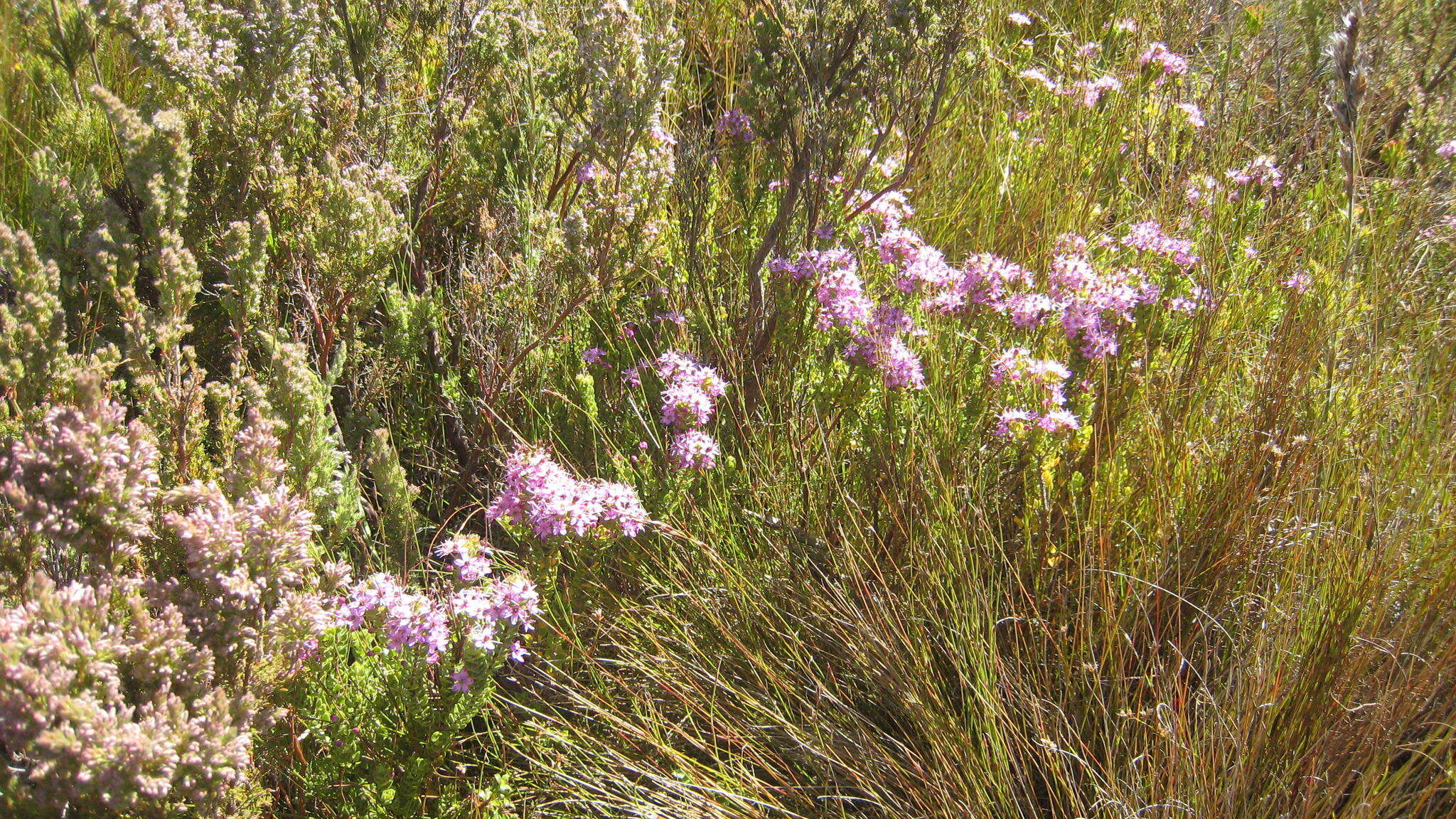 Image of Agathosma odoratissima (C. V. Montin) Pillans