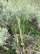 Image of oniongrass