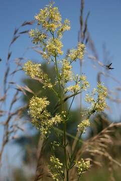 Image of Thalictrum simplex subsp. galioides (DC.) Korz.