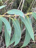 Image of yellow-top mallee-ash