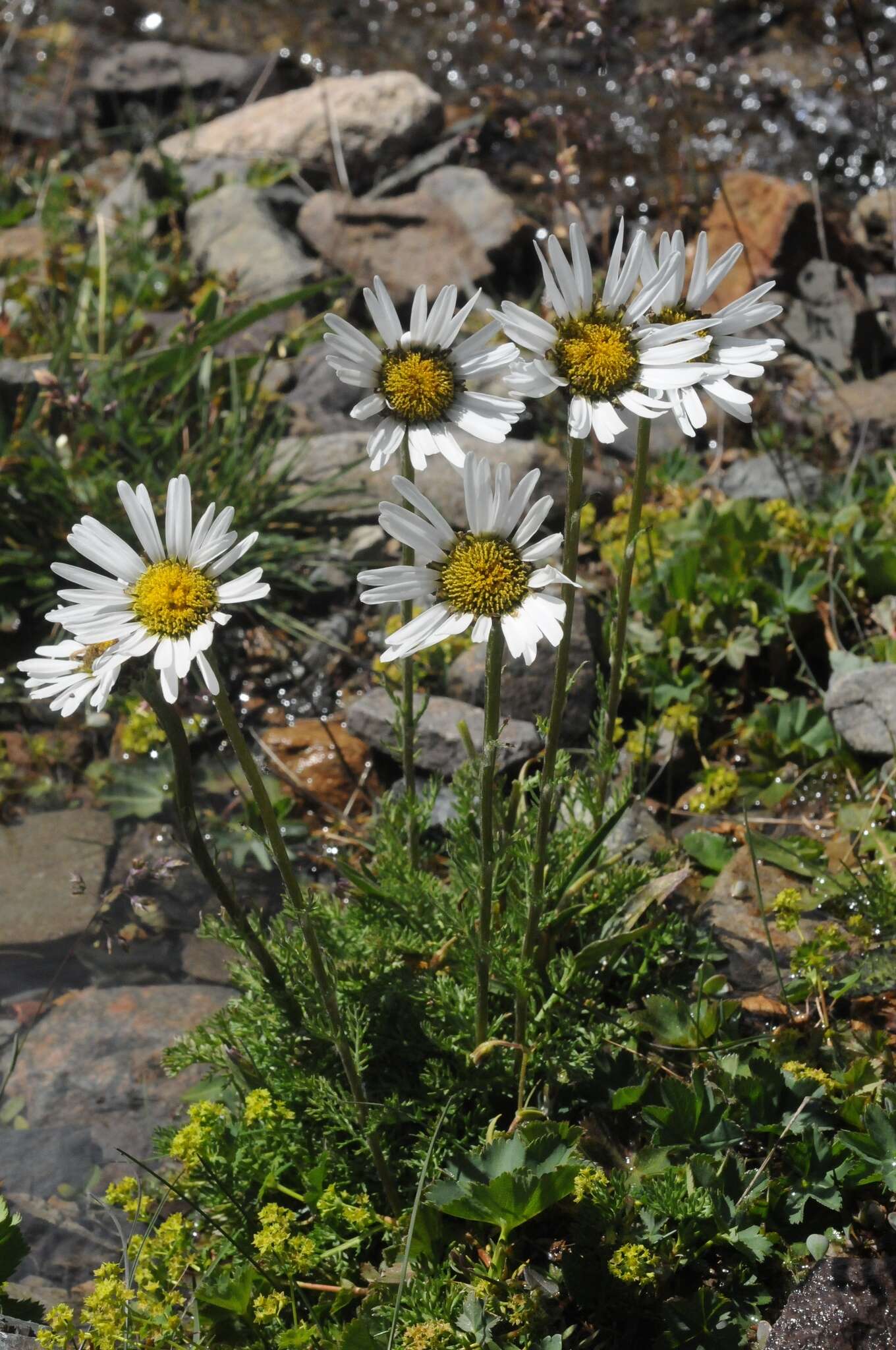 Image of Tanacetum richterioides (C. Winkl.) K. Bremer & C. J. Humphries