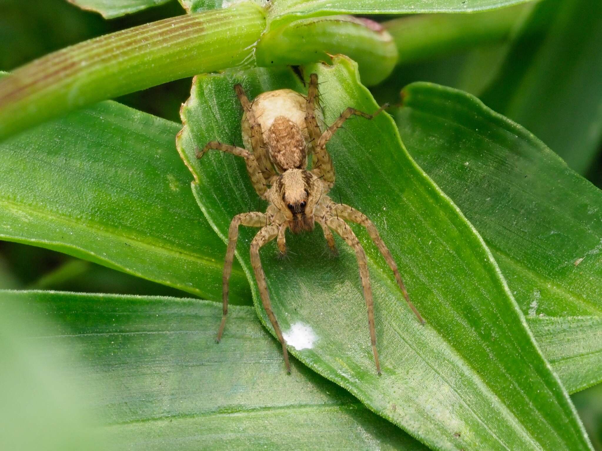 صورة Pardosa pusiola (Thorell 1891)