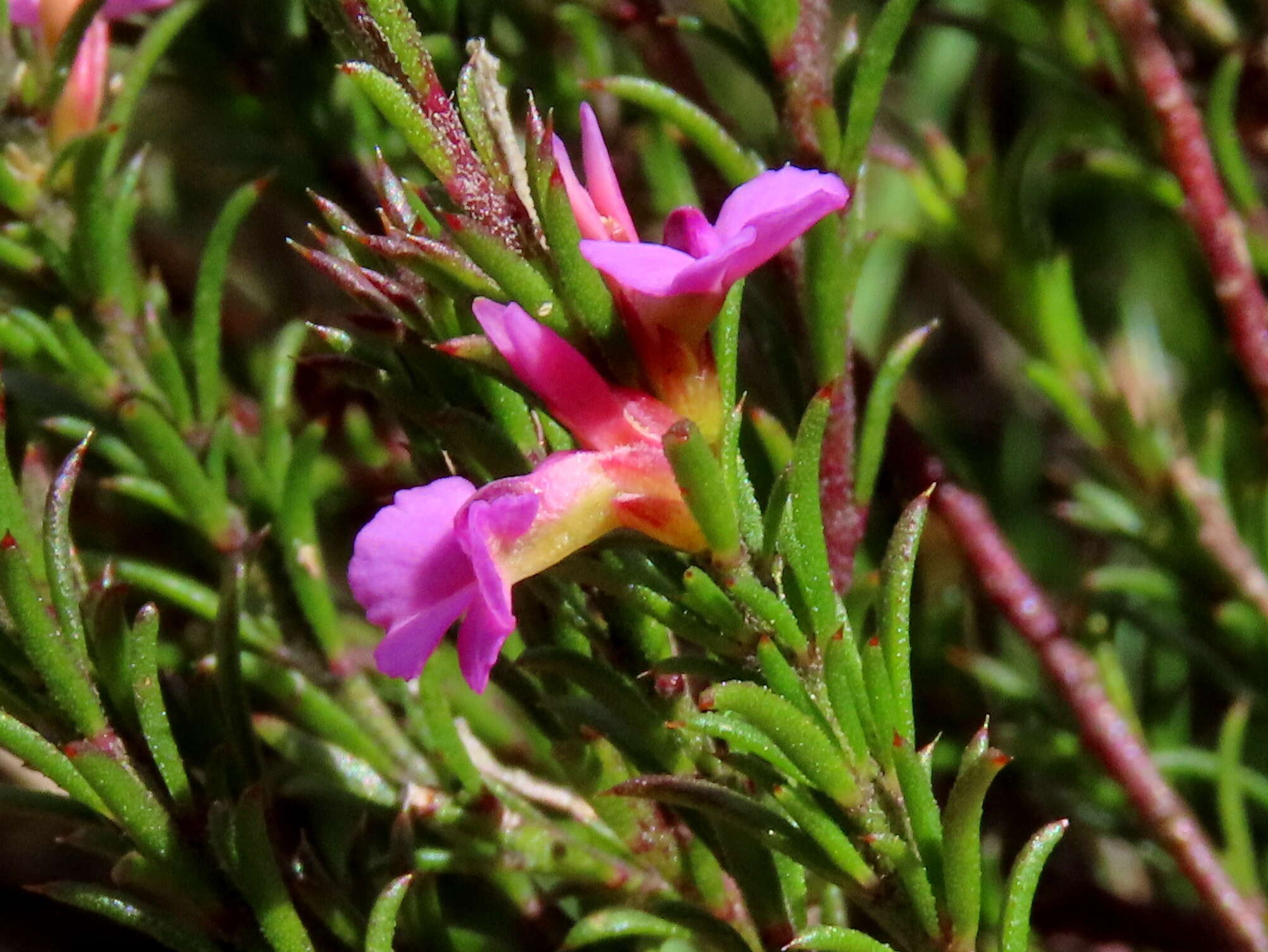 Image of Muraltia pageae Levyns