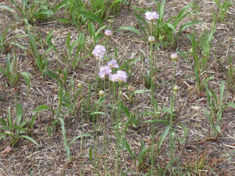 Imagem de Armeria maritima subsp. elongata (Hoffm.) Bonnier