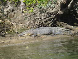 Image of Estuarine Crocodile