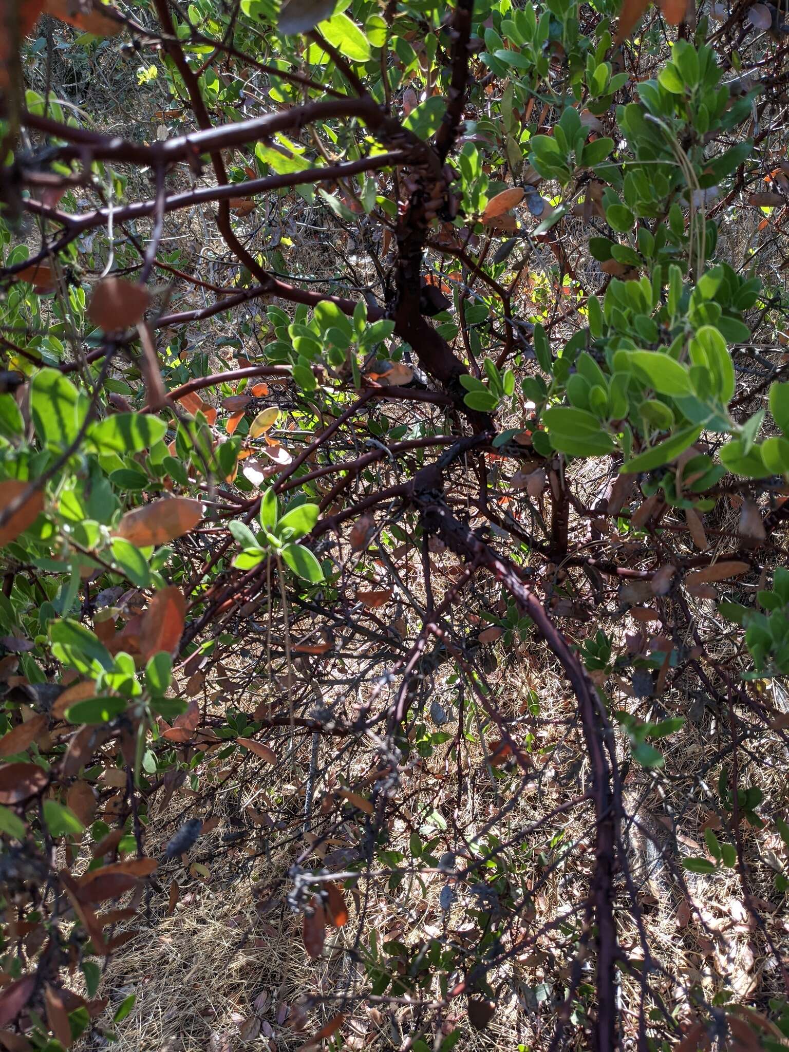 Sivun Arctostaphylos manzanita subsp. laevigata (Eastw.) Munz kuva