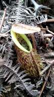 Image of Nepenthes pectinata Danser