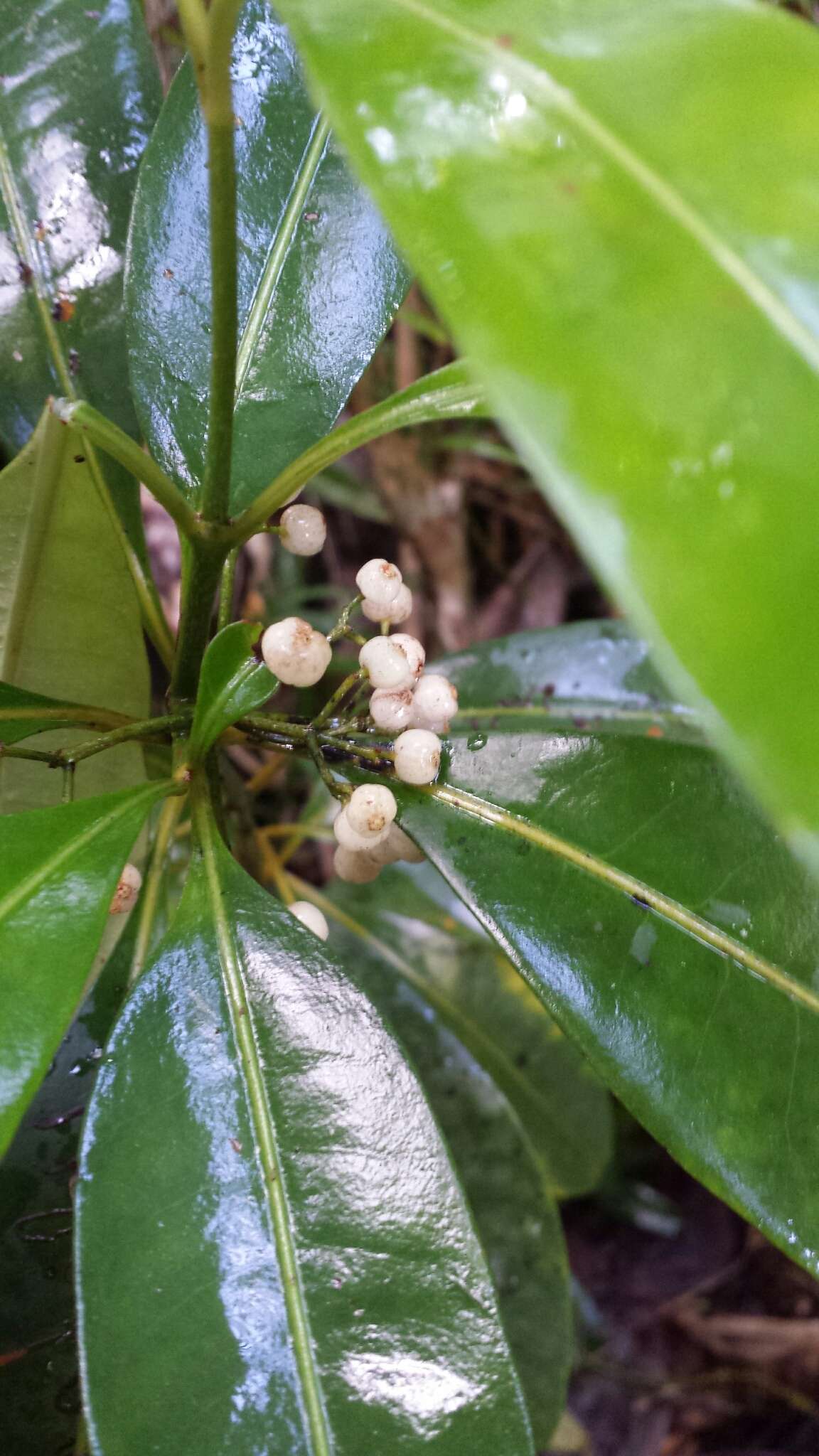 Image of Psychotria obtusifolia Lam. ex Poir.