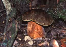 Sivun Boletus aereus Bull. 1789 kuva