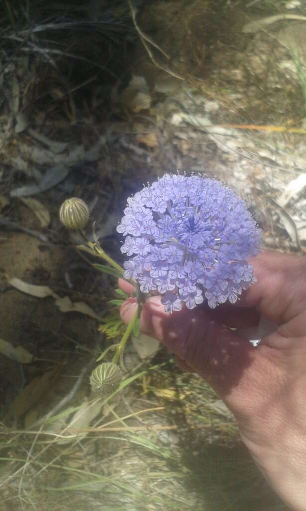 Image of Trachymene coerulea R. Grah.