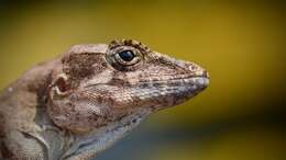 Anolis cybotes Cope 1862 resmi