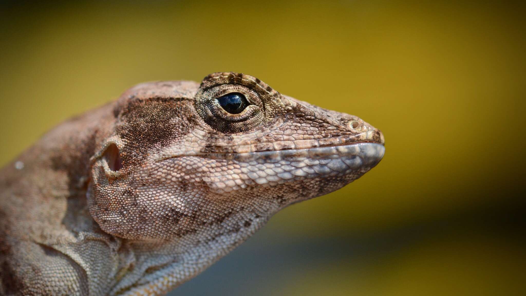 Imagem de Anolis cybotes Cope 1862