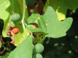 Image of Cretan bryony