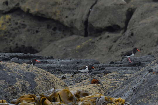 Image of Chatham Island Pied Oystercatcher