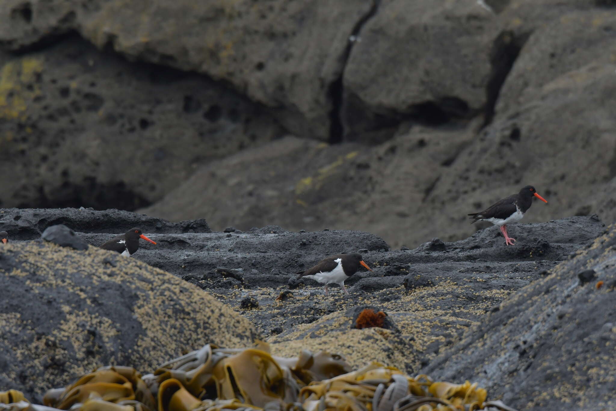 Image of Chatham Island Pied Oystercatcher