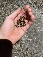 Image of Desert Banded Snake