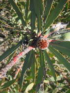 Image of Protea inopina J. P. Rourke