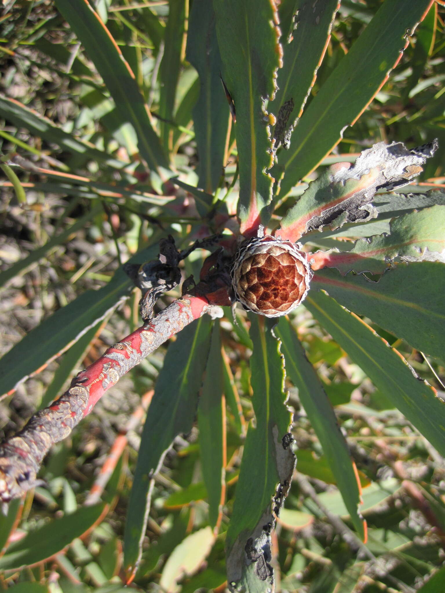 Image of Protea inopina J. P. Rourke