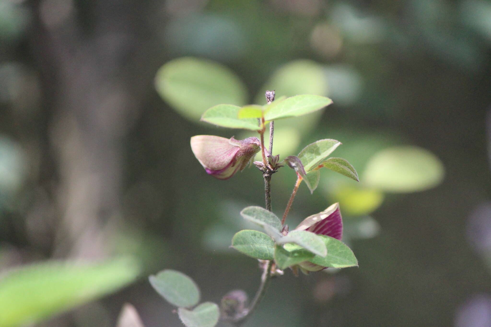 Слика од Galactia brachystachys Benth.