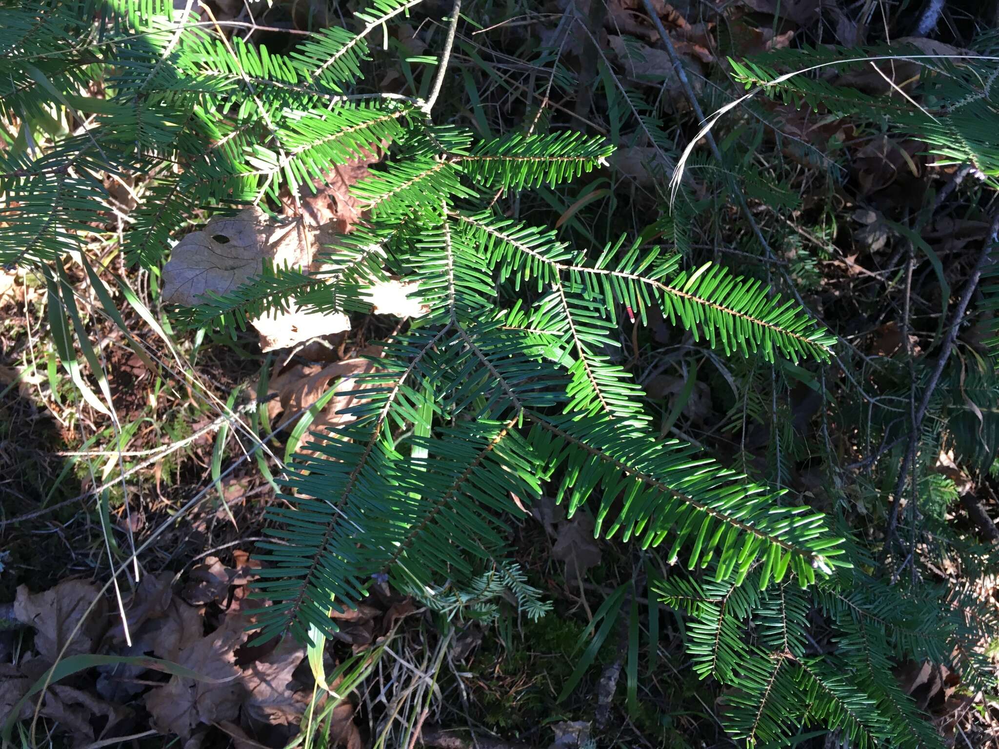 Image of Giant Fir