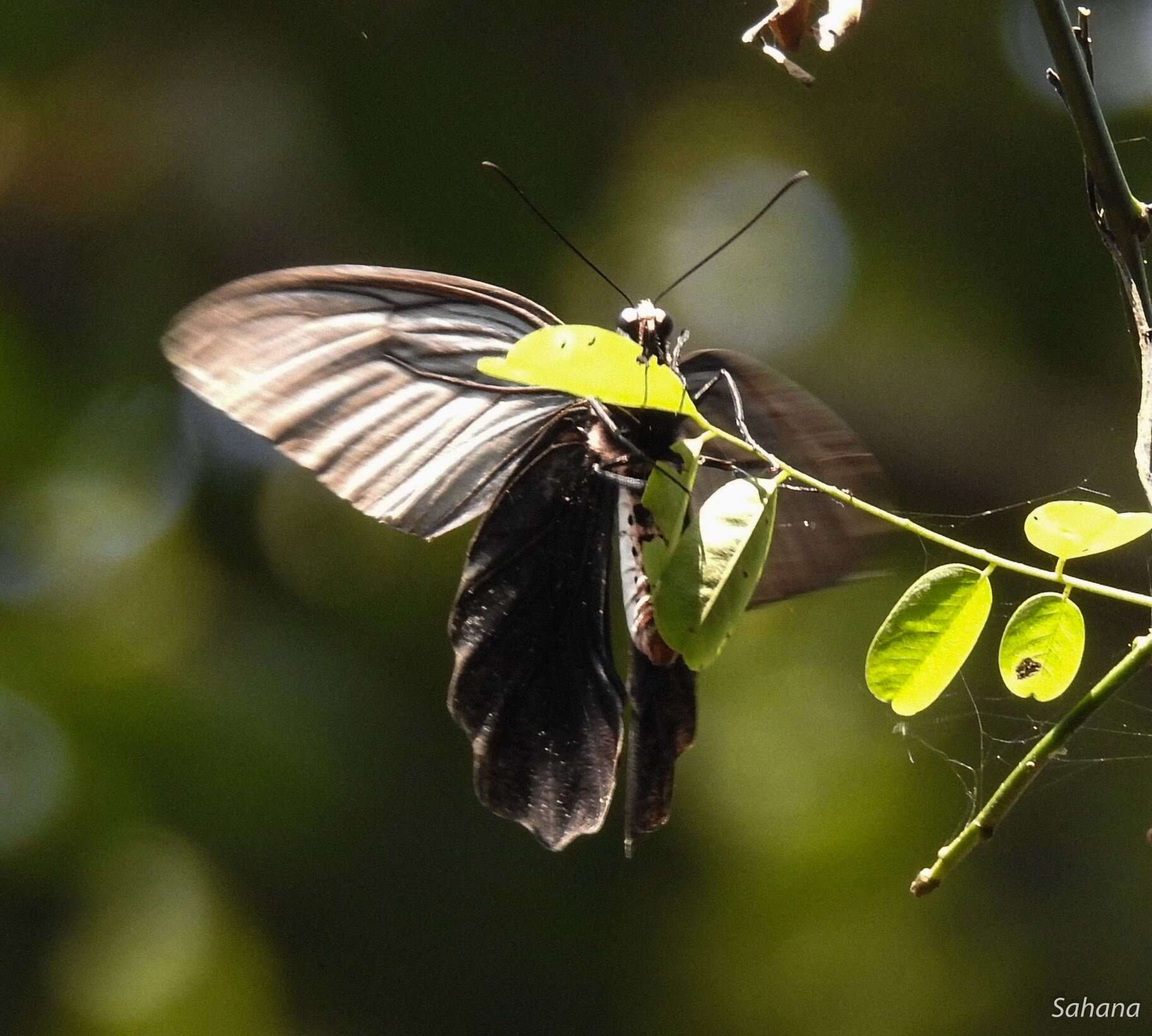 Слика од Atrophaneura aidoneus (Doubleday 1845)