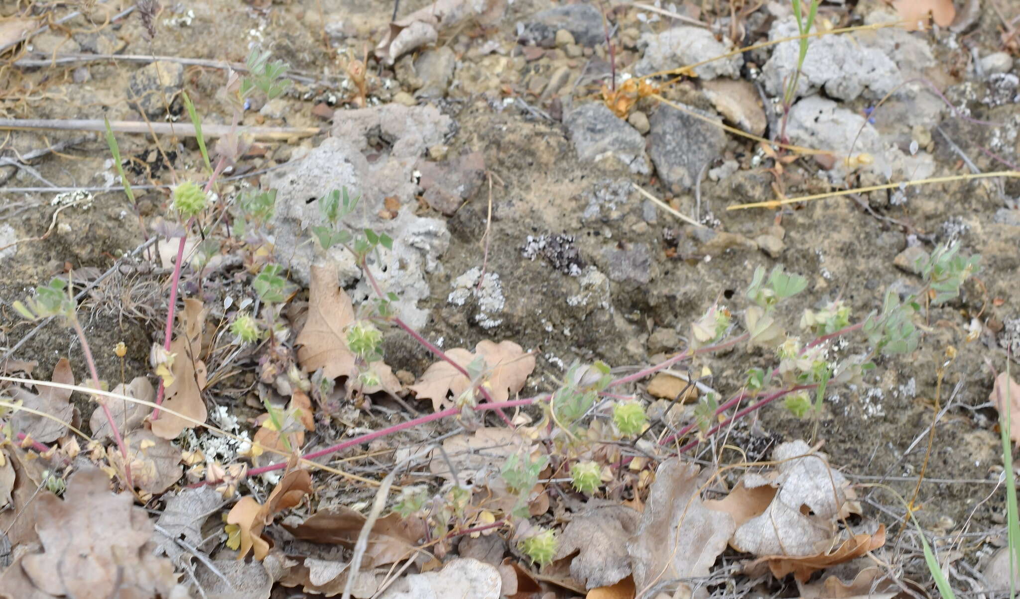 Image of Tifton burclover