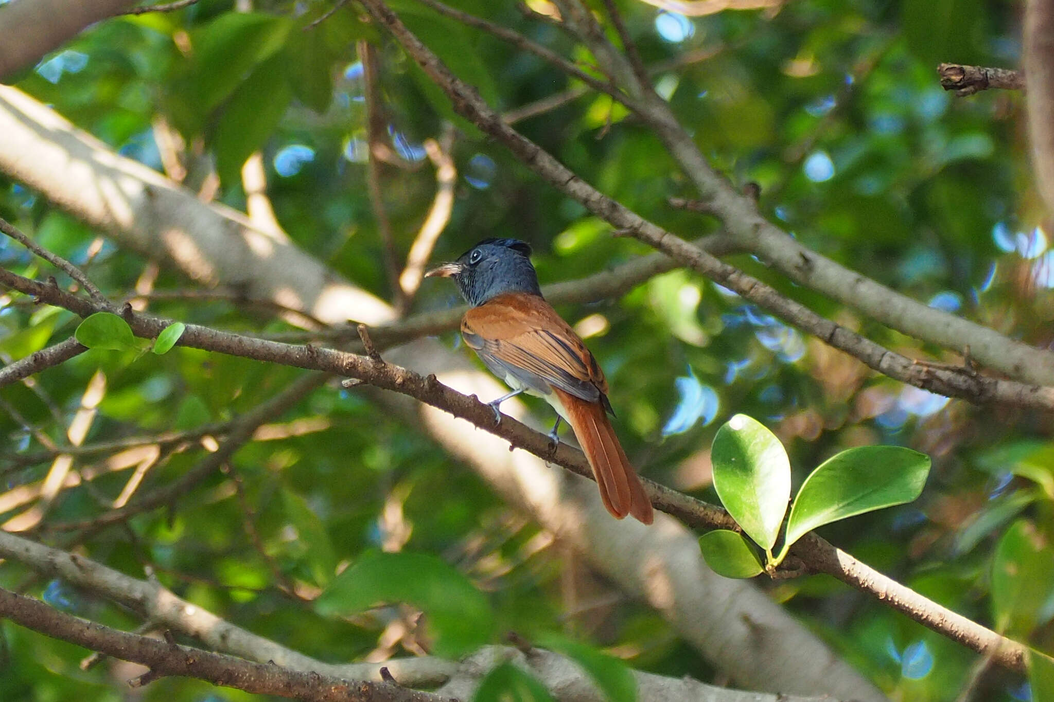 Image of Amur Paradise Flycatcher