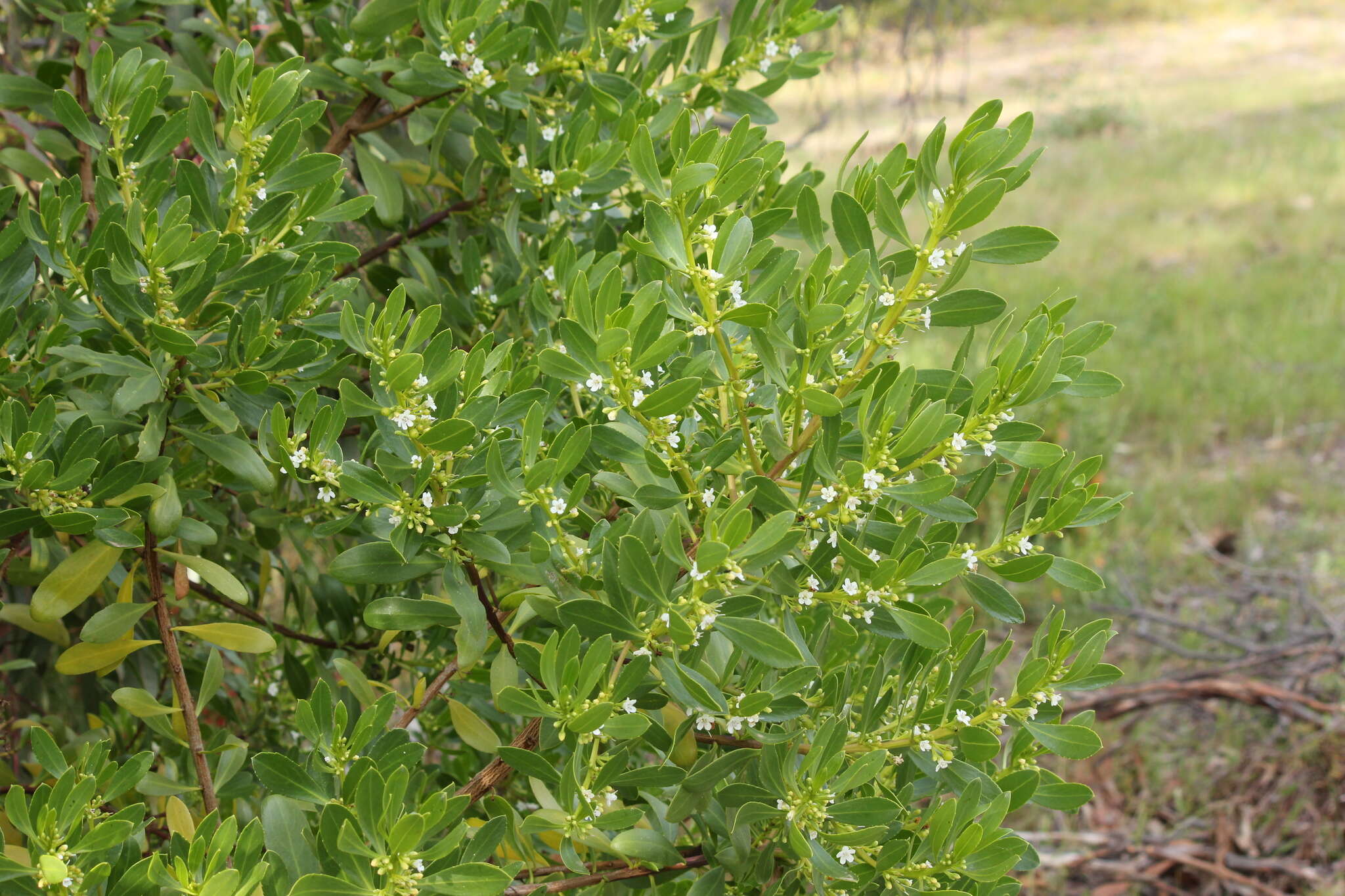 Myoporum insulare R. Br. resmi