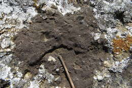 Image of wart lichen