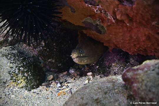 Image of Pebbletooth Moray