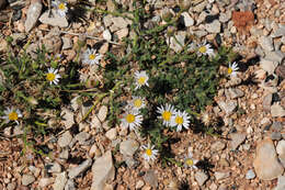 Image de Erigeron allocotus Blake