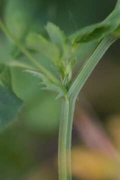 Image of Medicago carstiensis Wulfen