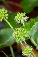 Image de Hydrocotyle mexicana Cham. & Schltdl.