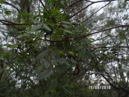 Image of Bursera laxiflora S. Wats.