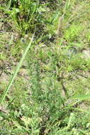 Image of leafy prairie clover