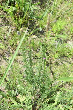 Plancia ëd Dalea foliosa (A. Gray) Barneby