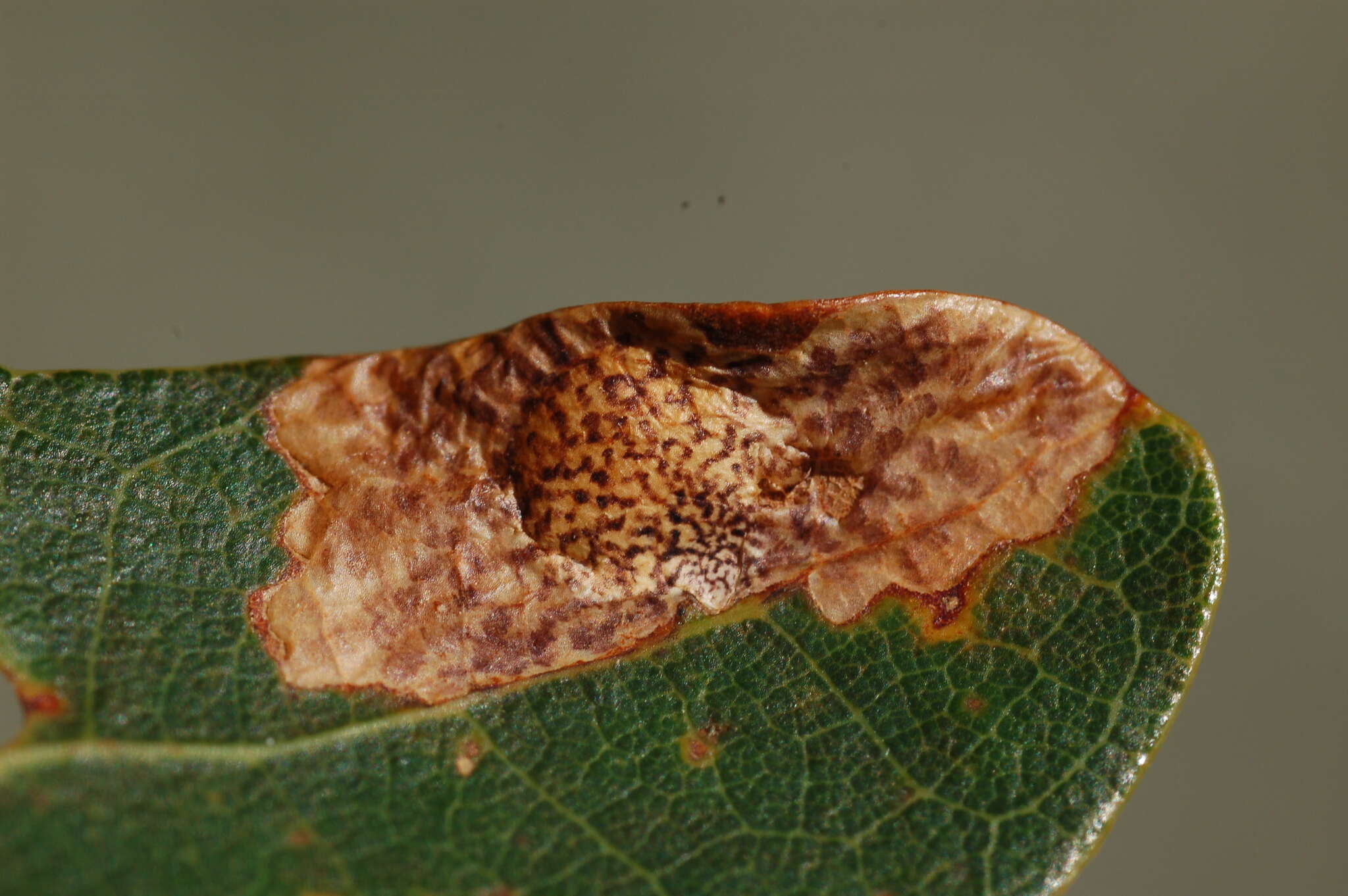 Image of Oak Blotch Miner