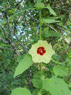 Image of Hibiscus mastersianus Hiern