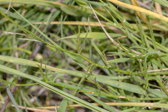 Wahlenbergia capillaris (G. Lodd.) G. Don resmi