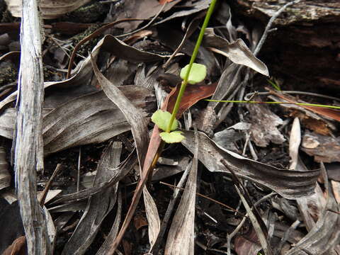 Image of Gonocarpus micranthus subsp. ramosissimus Orchard