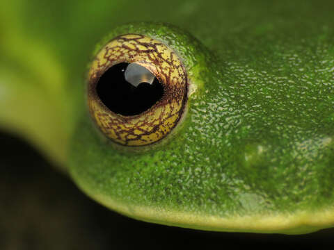 Image of Magdalena Giant Glass Frog