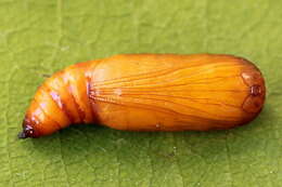 Scopula nigropunctata Hüfnagel 1767的圖片