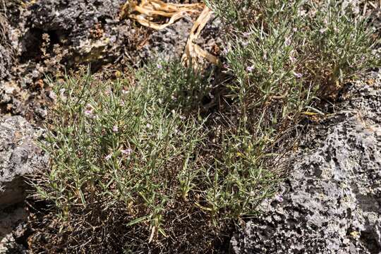 Image of Stachys spinosa L.