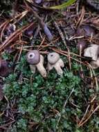 Image of Geastrum quadrifidum DC. ex Pers. 1801