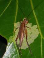 Image of Hapithus (Antillicharis) oriobates (Otte, D. & Perez-Gelabert 2009)